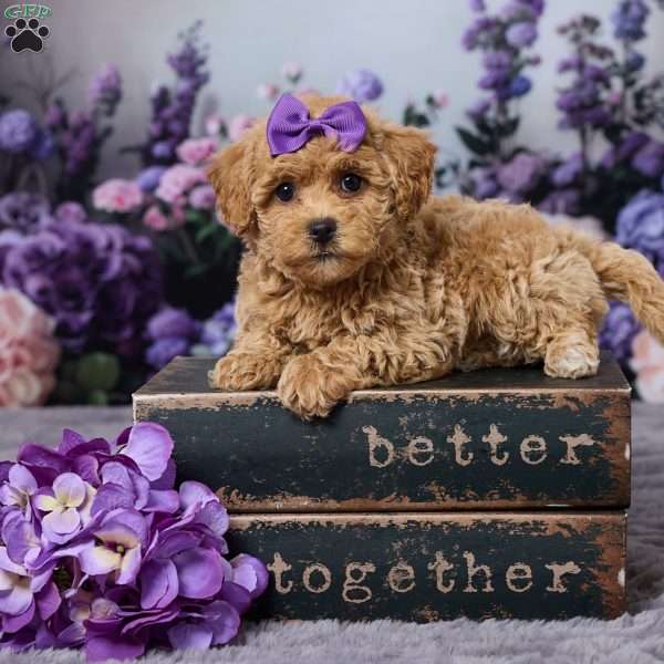 Dawn, Bich-Poo Puppy